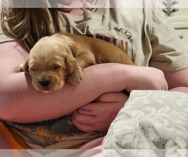 Medium Photo #1 Golden Retriever Puppy For Sale in MUNFORD, TN, USA