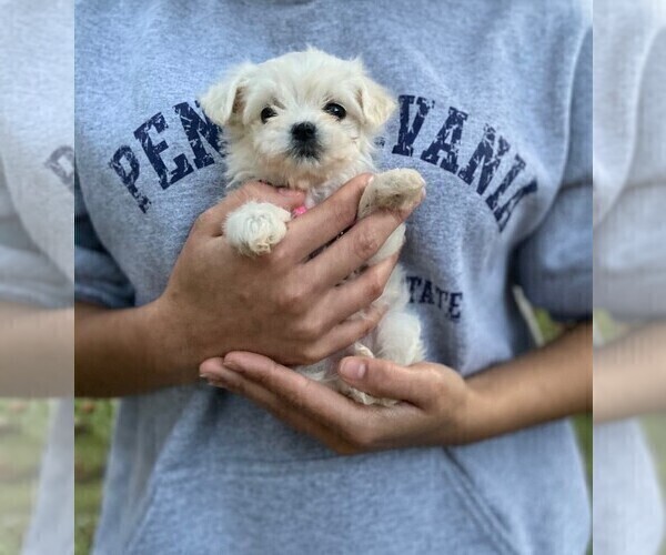 Medium Photo #1 Maltipoo Puppy For Sale in CHESAPEAKE, VA, USA