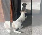 Small #2 Mutt