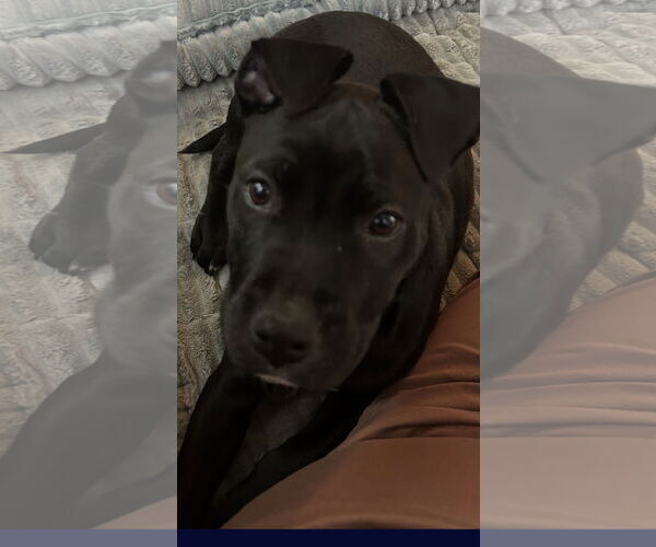 Medium Photo #3 American Staffordshire Terrier-Unknown Mix Puppy For Sale in Holly Springs, NC, USA
