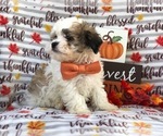 Small Photo #10 Zuchon Puppy For Sale in LAKELAND, FL, USA