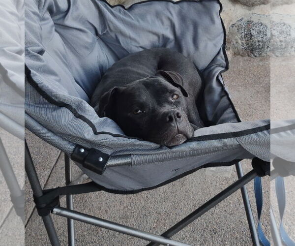 Medium Photo #32 American Pit Bull Terrier Puppy For Sale in Fargo, ND, USA