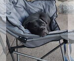 Small #31 American Pit Bull Terrier