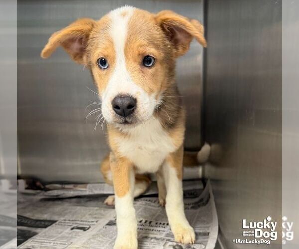 Medium Photo #3 Border-Aussie Puppy For Sale in Washington, DC, USA