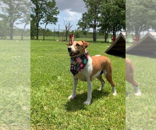 Medium Photo #7 Mutt Puppy For Sale in San Leon, TX, USA