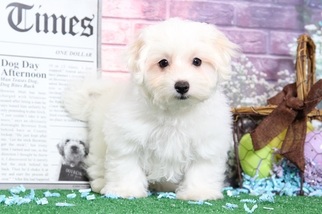Maltipoo Puppy for sale in BEL AIR, MD, USA
