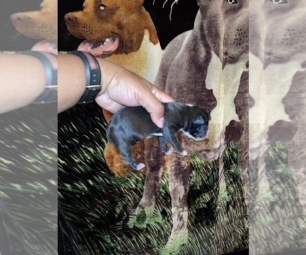Medium Photo #10 American Pit Bull Terrier Puppy For Sale in TRENTON, NJ, USA