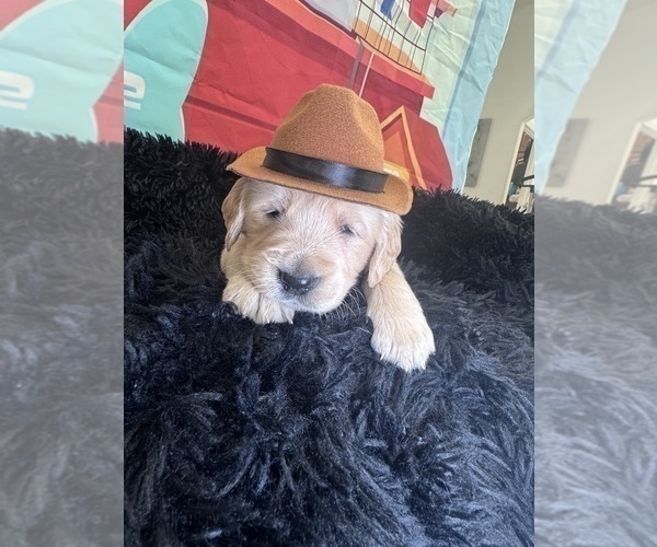 Medium Photo #6 Golden Retriever Puppy For Sale in ORLANDO, FL, USA