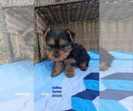 Puppy Collins Yorkshire Terrier