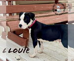 Small #2 Great Dane-Staffordshire Bull Terrier Mix