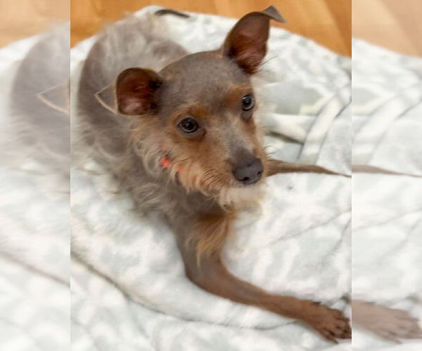 Medium Photo #5 Chihuahua-Tibetan Terrier Mix Puppy For Sale in Corona, CA, USA