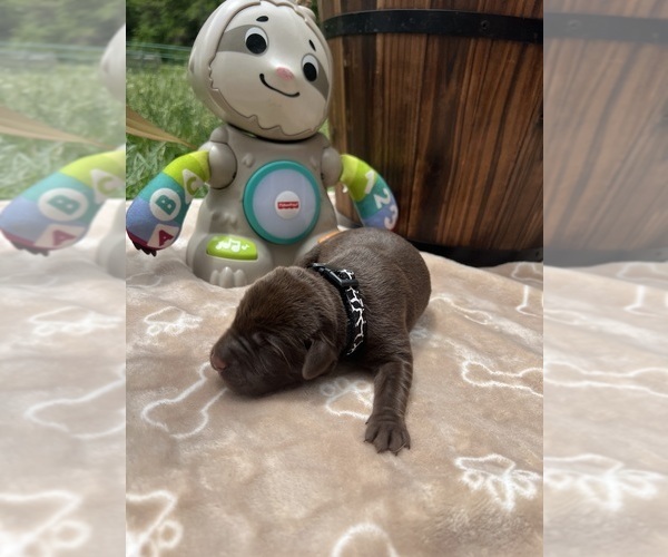 Medium Photo #3 Labrador Retriever Puppy For Sale in NEOLA, WV, USA