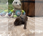 Small #2 Labrador Retriever