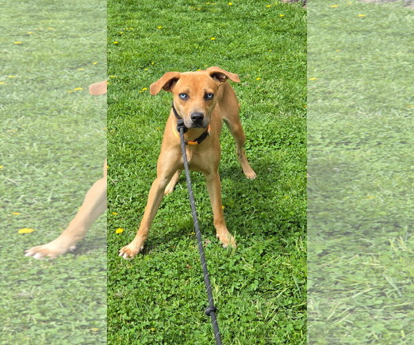 Medium Photo #6 Mountain Cur-Unknown Mix Puppy For Sale in Rockaway, NJ, USA