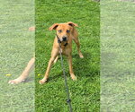 Small #5 Mountain Cur Mix