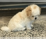 Small Photo #6 Zuchon Puppy For Sale in PEMBROKE, KY, USA