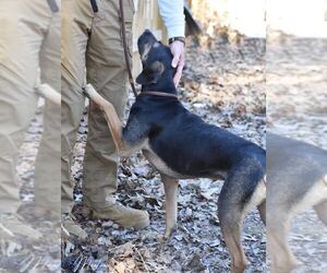 Montana - Female Black and Tan Coonhound-Labrador Retriever Mix Dog for Adoption - Photo #5