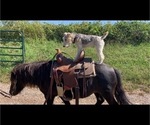 Small Photo #1 Wire Fox Terrier Puppy For Sale in DUNNING, NE, USA