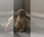 Puppy Chunkers Mastiff