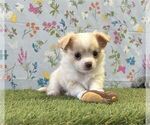 Small #14 Chihuahua