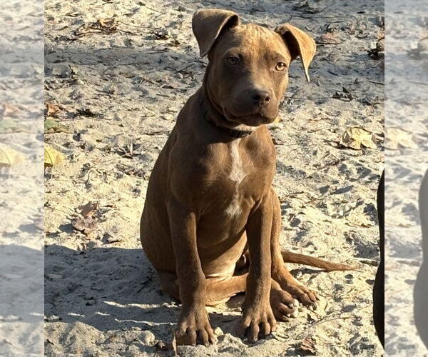 Medium Photo #3 American Pit Bull Terrier-American Staffordshire Terrier Mix Puppy For Sale in Chester, VA, USA