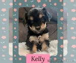 Small Photo #2 YorkiePoo Puppy For Sale in CASTROVILLE, TX, USA