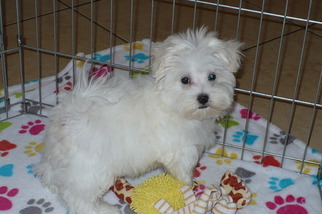 Maltese Puppy for sale in TUCSON, AZ, USA