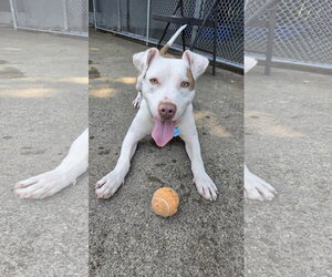 Mutt Dogs for adoption in Rockaway, NJ, USA