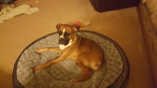 Mother of the Boxer puppies born on 06/26/2017