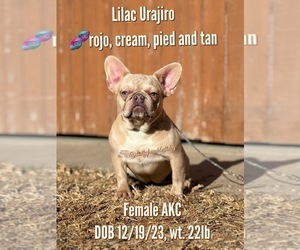 French Bulldog Puppy for sale in OJAI, CA, USA