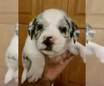 Small #1 American Pit Bull Terrier-Catahoula Leopard Dog Mix