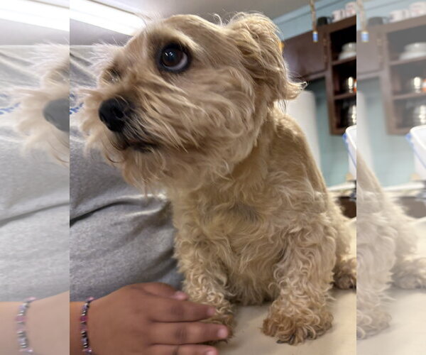 Medium Photo #7 Mutt Puppy For Sale in Amarillo, TX, USA