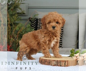 Goldendoodle (Miniature) Puppy for sale in NARVON, PA, USA