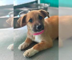 German Shepherd Dog-Unknown Mix Dogs for adoption in Visalia, CA, USA