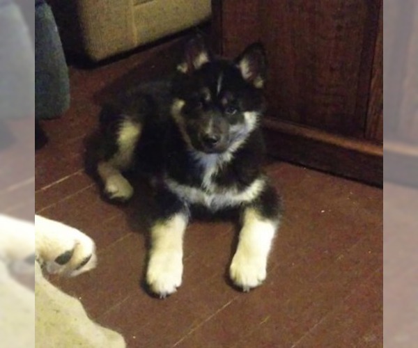 Medium Photo #1 Siberian Husky Puppy For Sale in WORTHINGTON, PA, USA