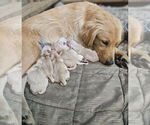 Image preview for Ad Listing. Nickname: Litter of 7