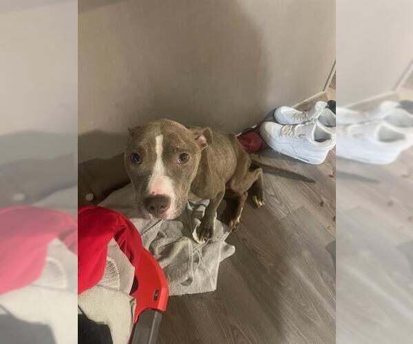 Medium Photo #1 American Staffordshire Terrier Puppy For Sale in San Antonio, TX, USA