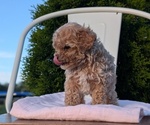 Small #9 Cavapoo (Miniature)