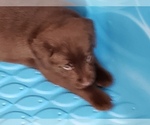 Small Photo #9 Labrador Retriever Puppy For Sale in CLARKSVILLE, TN, USA