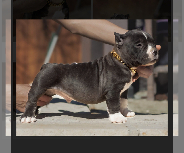 Medium Photo #13 American Bully Puppy For Sale in SAN ANTONIO, TX, USA