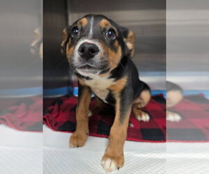 German Shepherd Dog-Unknown Mix Dogs for adoption in Lakewood, CO, USA