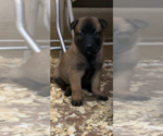 Small Photo #4 Belgian Malinois Puppy For Sale in PALMHURST, TX, USA