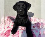 Small Labrador Retriever Mix