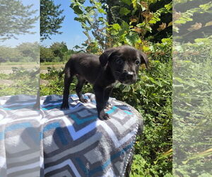 Labrador Retriever-Unknown Mix Dogs for adoption in SHERBURNE, NY, USA
