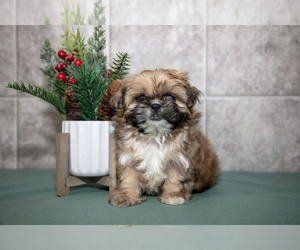 Medium Shih Tzu