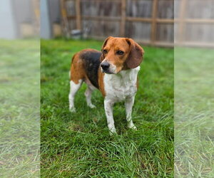 Beagle Dogs for adoption in Brookville, OH, USA