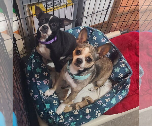 Medium Photo #2 Chihuahua-Unknown Mix Puppy For Sale in FAIRLAWN, OH, USA