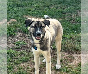 Siberian Husky-Unknown Mix Dogs for adoption in San Diego, CA, USA