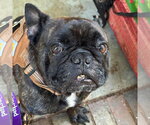 Small #2 French Bulldog