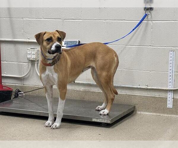 Medium Photo #1 Boxer-Unknown Mix Puppy For Sale in Grand Prairie, TX, USA